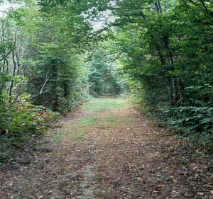Chalamont, les 4 chemins, étangs de la Dombes - Chalamont - 4