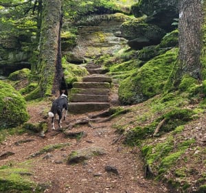 Boucle Nideck, Schneeberg, Nideck - Oberhaslach - 5