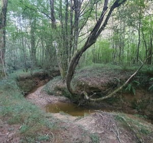 Forêt communale de Sainte Foy de Peyrolières, grande boucle - Sainte-Foy-de-Peyrolières - 3