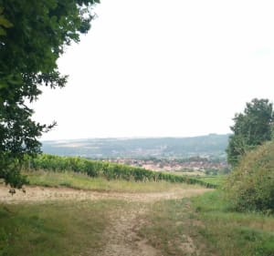 Vignoble et forêt d'Epineuil - Emma - 3