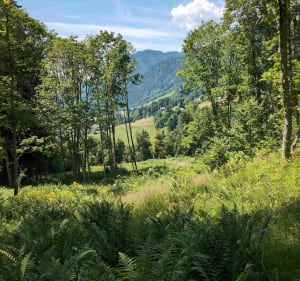 Tour de la forêt des Suets à Samoëns - Samoëns - 3