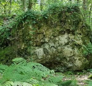 Rando autour du bois de Saint-Julien-du-Sault - Saint-Julien-du-Sault - 3