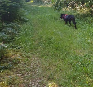 Sentier entre les arbres autour de bar sur Aube - Bar-sur-Aube - 3