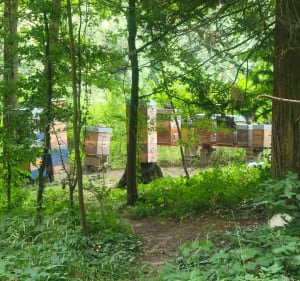 Balade dans 2 massifs forestiers autour des Essarts-le-Roi - Les Essarts-le-Roi - 4