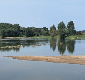 Île de Chalonnes - Chalonnes-sur-Loire - 4