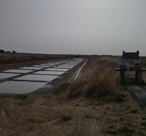 Ré entre vigne et océan - Le Bois-Plage-en-Ré - 3
