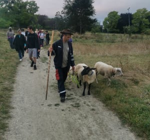 Promenade avec moutons dans la ville aux Mureaux - Les Mureaux - 3