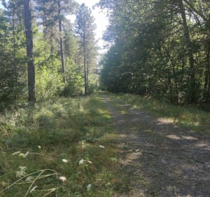 Balade au bois de l'Hospice - Saulgé - 5