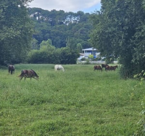 La voie verte jusqu'au Moulin de Bassilour - Bidart - 3