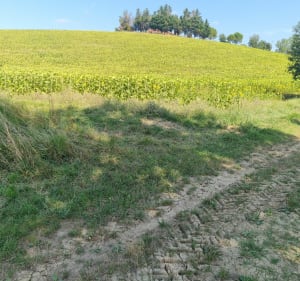 Montgeard -Nailloux par le lac - Yannick - 4