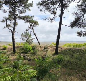 Phare de la coubre - La Tremblade - 4