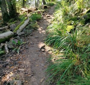 Montée au Galtz depuis Niedermorschwihr - Niedermorschwihr - 4