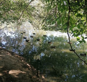 Les rives du Loup côté Cagnes - Cagnes-sur-Mer - 5