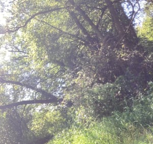Des étangs à la source de la Suarcine - Suarce - 2