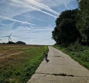 Balade dans le bois d’Esquerdes - Esquerdes - 3