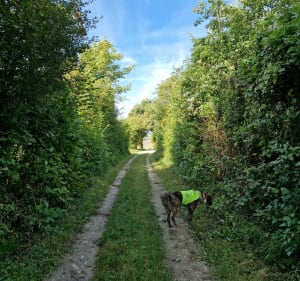 Balade dans le bois d’Esquerdes - Esquerdes - 4