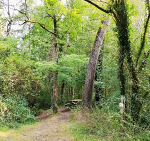 Auprès du lac de Lambon - Prailles-La Couarde - 5