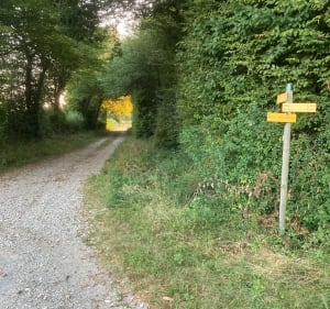 Entre plaine et forêt au départ de Faramans - Faramans - 5