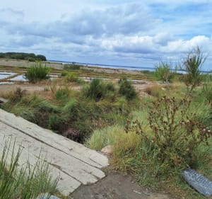 Le Tour-du-Parc, Truscat, Sarzeau, Suscinio, Landrezac - Sarzeau - 5
