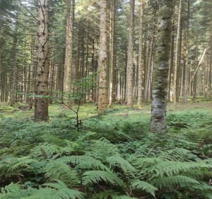 La forêt d'Egaules - Volvic - 5