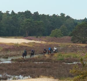 De Kaatsheuvel à Waaleijk via Drunense dunes & Roeivijver - Kaatsheuvel - 4