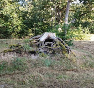 Balade sur les pistes en forêt - Saran - 4