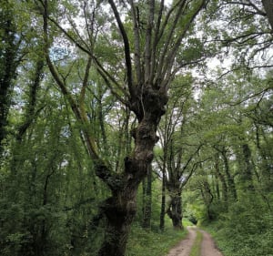 Boucle entre Candes-Saint-Martin et Fontevraud - Candes-Saint-Martin - 5