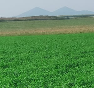 Marche au départ et retour de Haisnes - Haisnes - 3