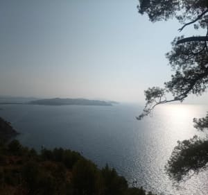 Forêt de Janas vers Brusc - Six-Fours-les-Plages - 3