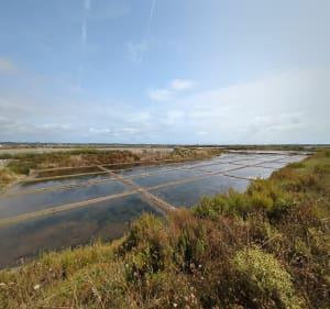 Balade dans les marais salants - Guérande - 3