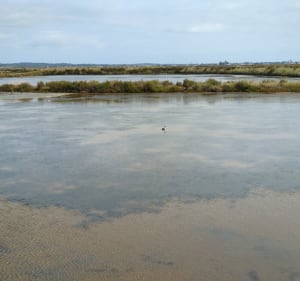 Balade dans les marais salants - Guérande - 4