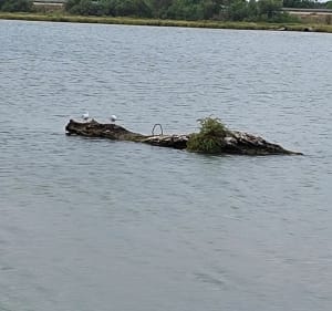 Petite boucle à l'Étang du Ponant - Le Grau-du-Roi - 3