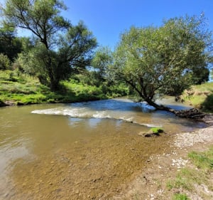 Le long des berges du Madon - Ceintrey - 3