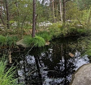 Tour du petit mont Chauvet à Fontainebleau - Fontainebleau - 5