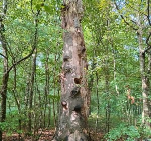 Boucle en Forêt de Compiègne - Compiègne - 3