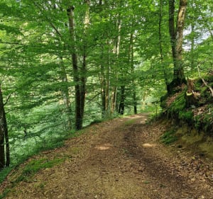 Boucle de la Croix Vernet - Châteldon - 3
