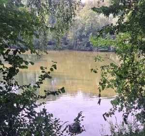 Petite rando ombragée à Oignies - Oignies - 5