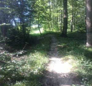 Forêt de Marcenat par Gratau - Saint-Didier-la-Forêt - 3