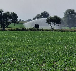 Campagne du Berry - Challuy - 3