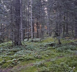 De Chaubouret en passant par le tremplin à travers bois - Thélis-la-Combe - 4