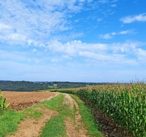 Boucle depuis Vaudringhem avec 80% de chemins - Vaudringhem - 5