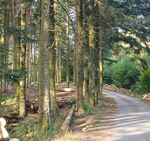 Marche des loups Deux-Grosnes - Deux-Grosnes - 4