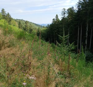 Marche des loups Deux-Grosnes - Deux-Grosnes - 5