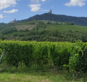 La vallée de Villé entre forêts et vignes - Bassemberg - 2