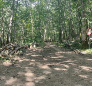 Sentier en bords de Vienne et forêt - Saint-Just-le-Martel - 3