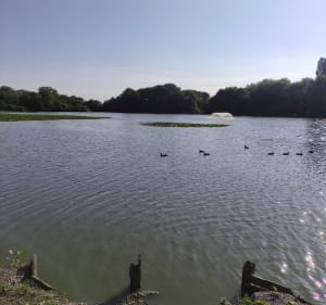 Courrières et Marais d'Annay - Courrières - 4