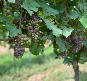 La promenade du grand cru de Vorbourg - Rouffach - 3