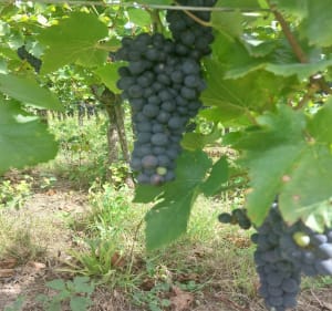La promenade du grand cru de Vorbourg - Rouffach - 5