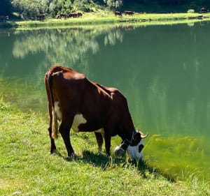 Lac de la Mouille et Petit Châtel - Châtel - 3