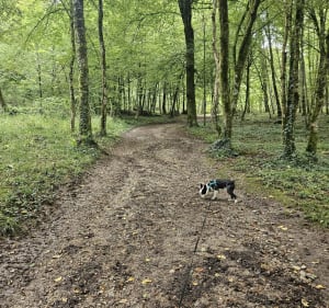 Petite Rando à Etupes dans le Bois des Goutils - Étupes - 3